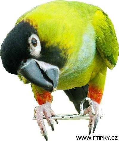Papou%C5%A1ek.jpg